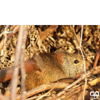 گونه موش بوته‌ زار هندی Indian Bush Rat  